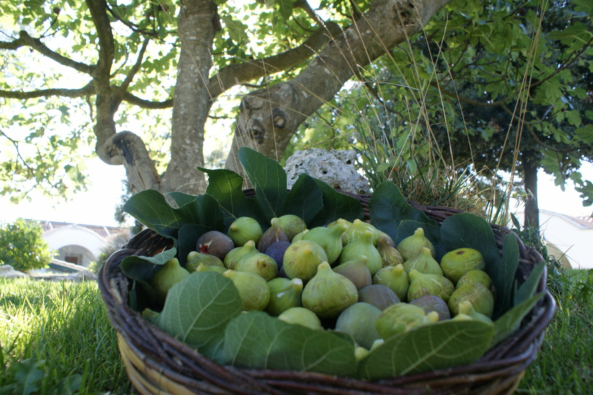 Masseria Chiancone Torricella Martina Franca Kültér fotó
